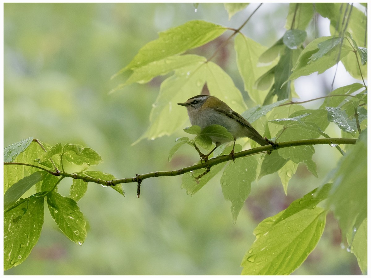 Common Firecrest - ML635022585