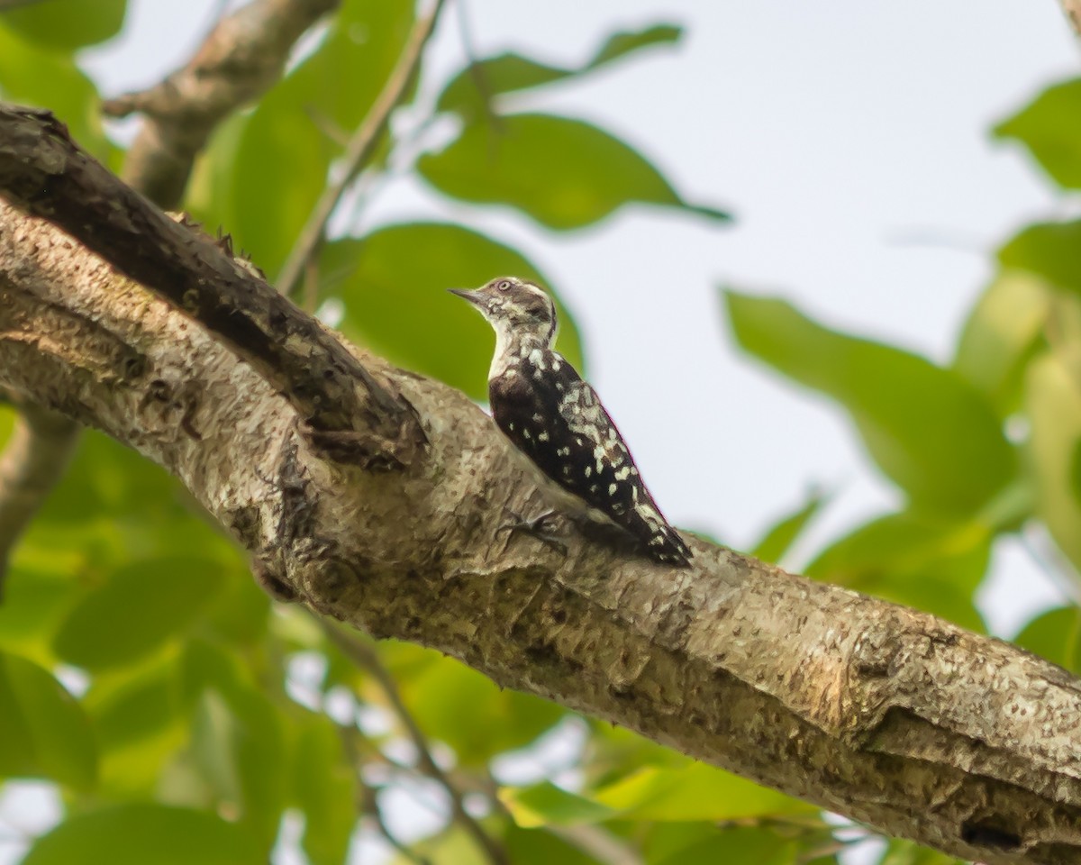 Brown-capped Pygmy Woodpecker - ML635022718