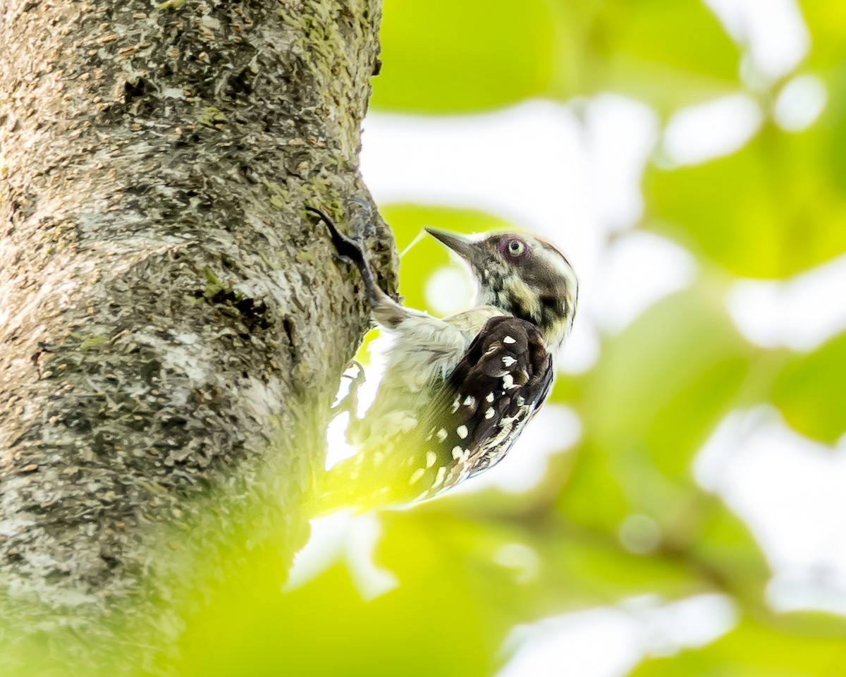 Brown-capped Pygmy Woodpecker - ML635022719