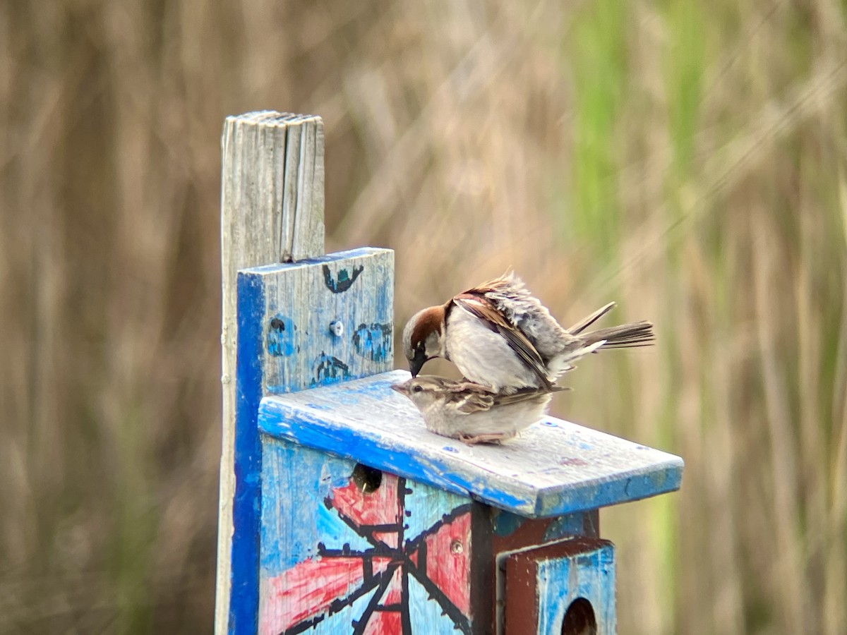 Оронгийн бор шувуу - ML635022761