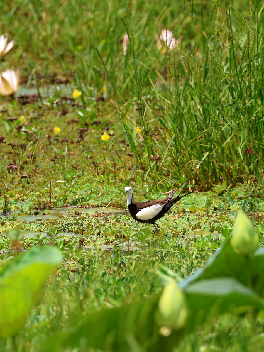 Jacana à longue queue - ML635022775