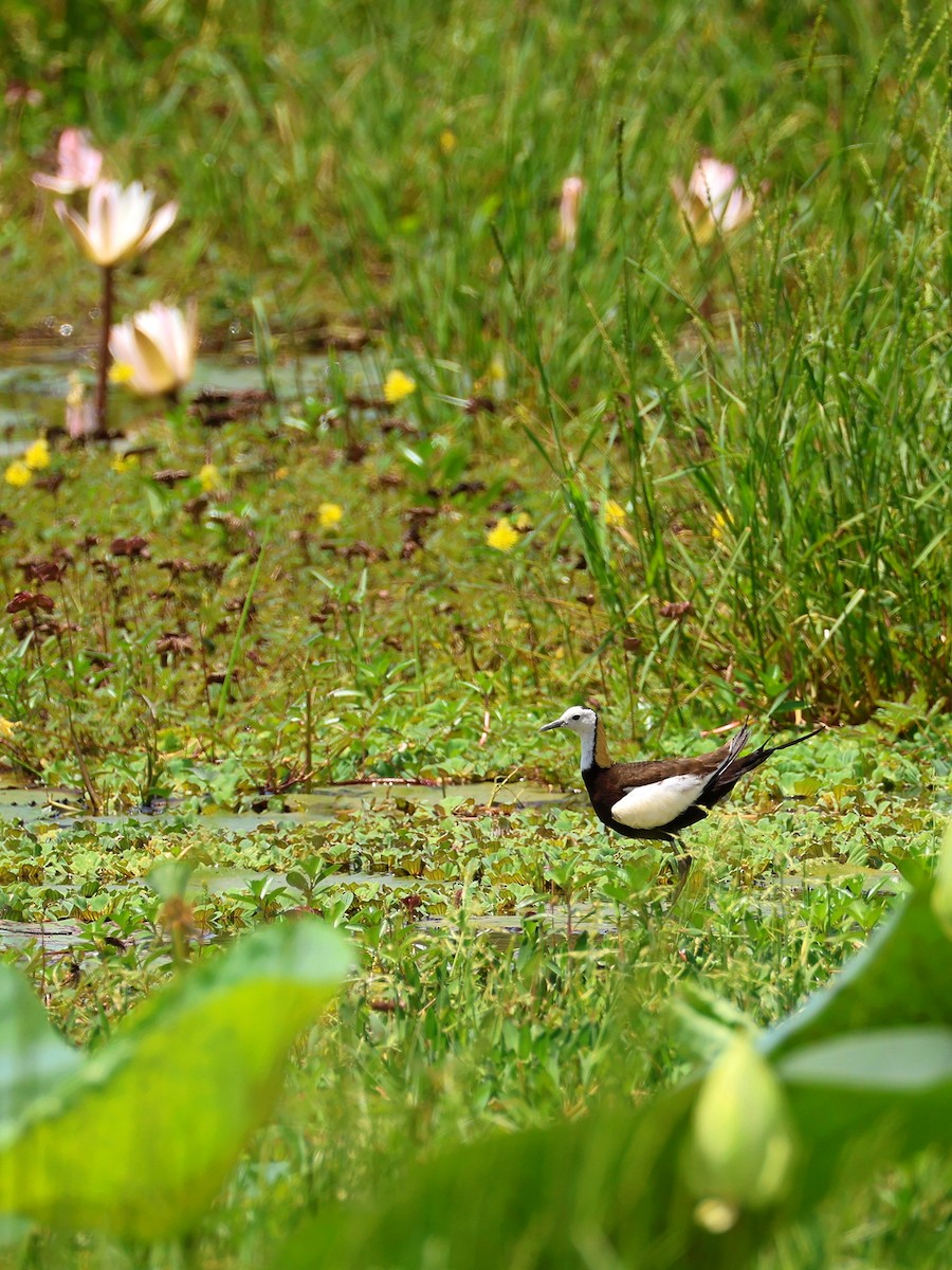 Jacana à longue queue - ML635022776