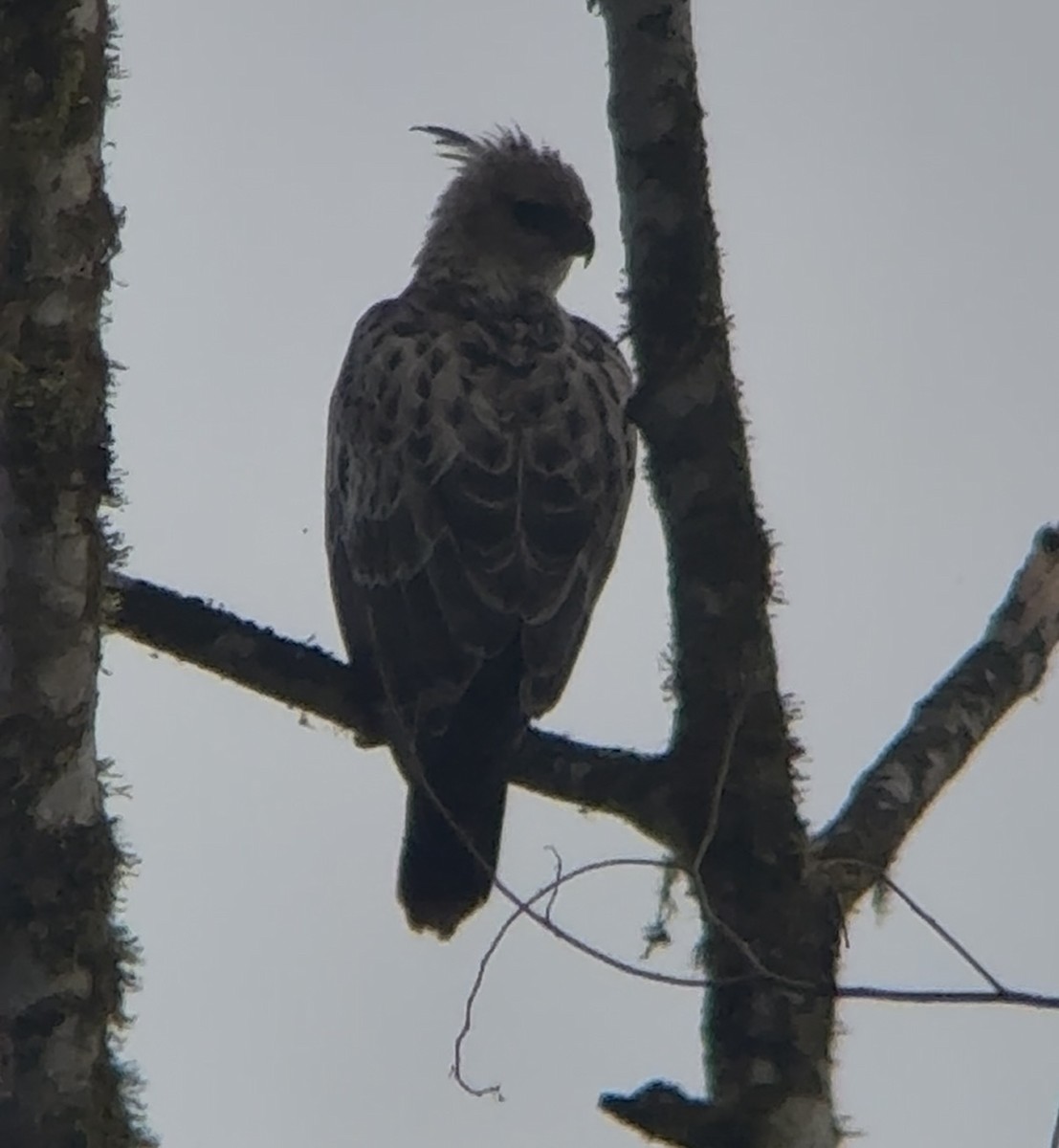 Black-and-chestnut Eagle - ML635022809