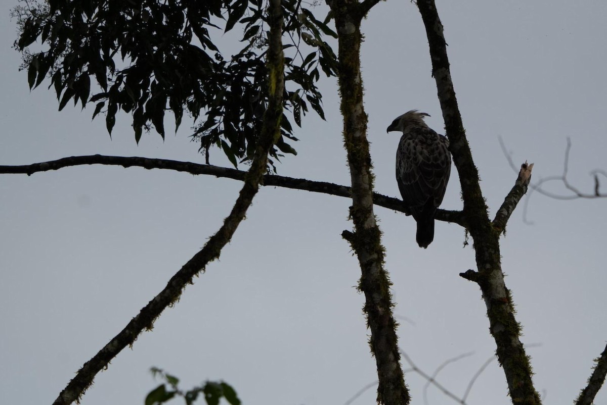 Black-and-chestnut Eagle - ML635022810