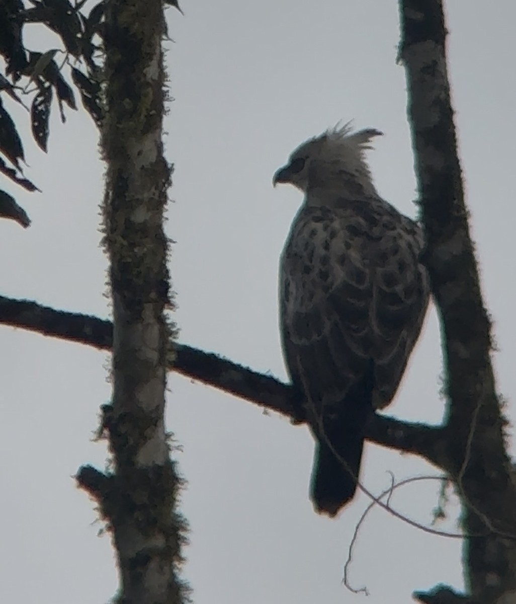 Black-and-chestnut Eagle - ML635022811