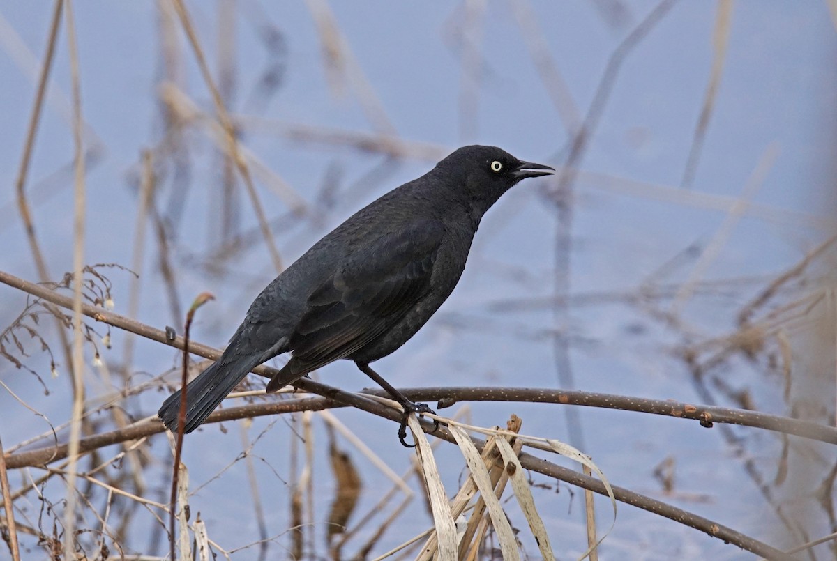 Rusty Blackbird - ML635022843