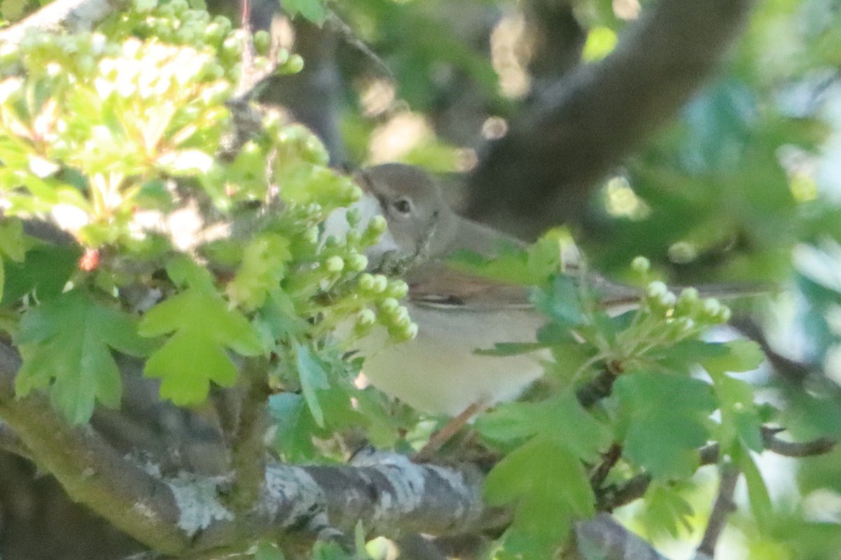 Greater Whitethroat - ML635022853