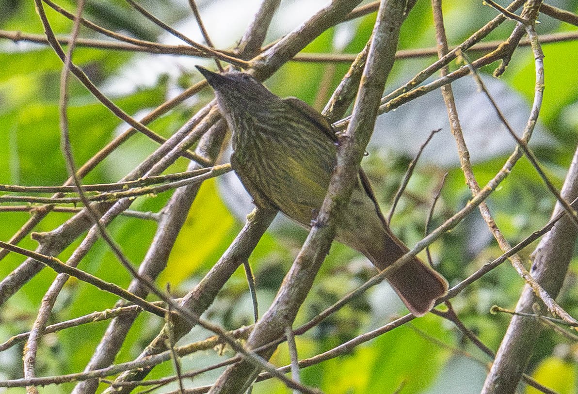 Olive-striped Flycatcher - ML635022884