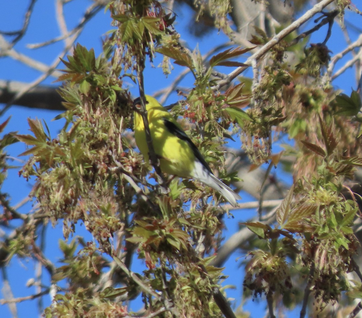 American Goldfinch - ML635023000