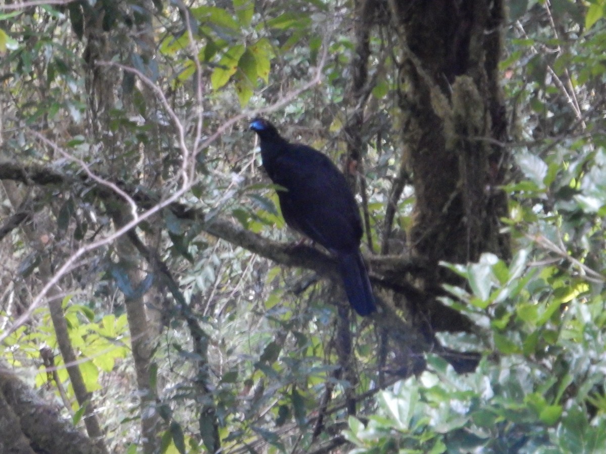 Black Guan - ML635023006