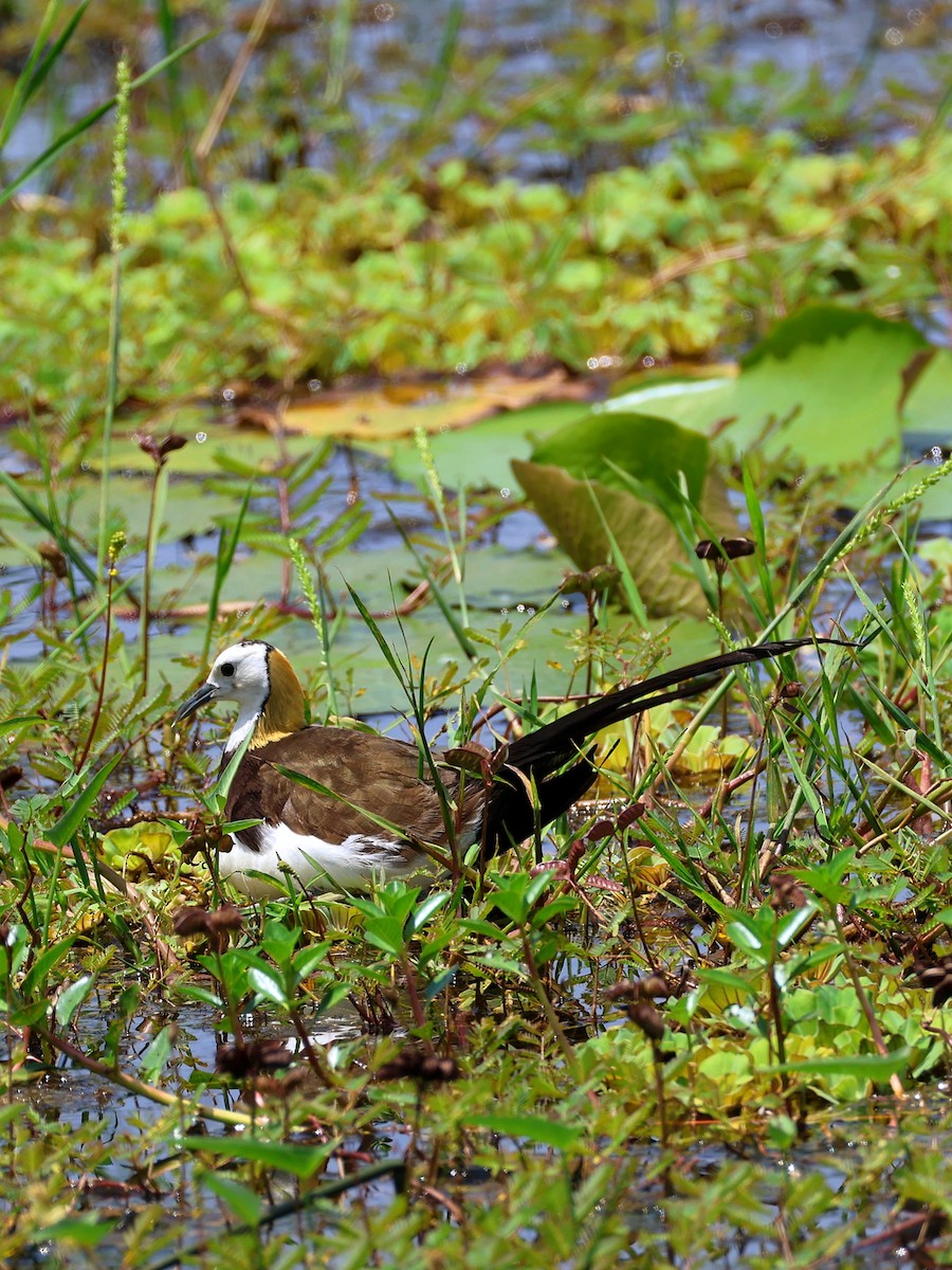 Jacana à longue queue - ML635023044