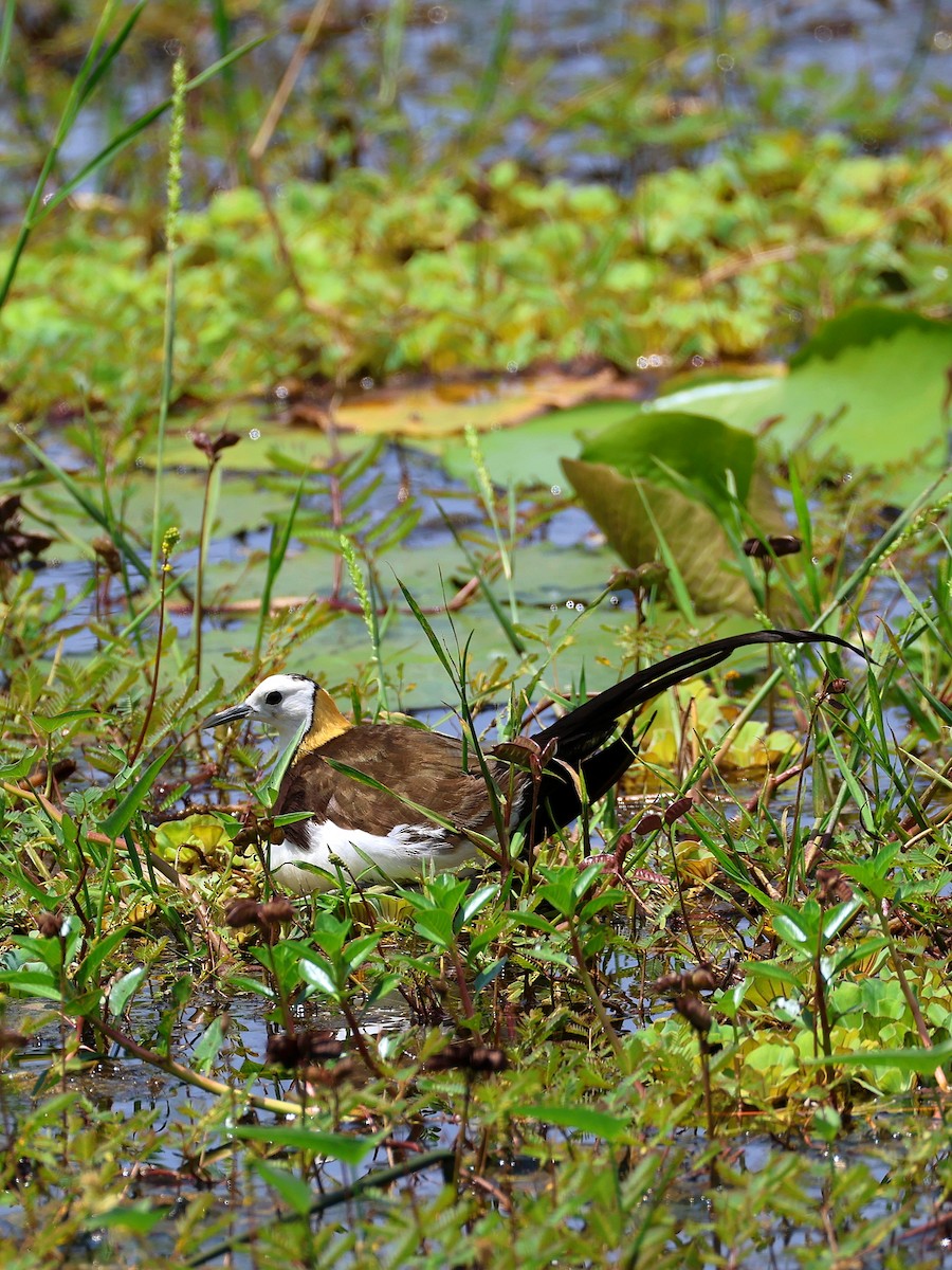 Jacana à longue queue - ML635023045