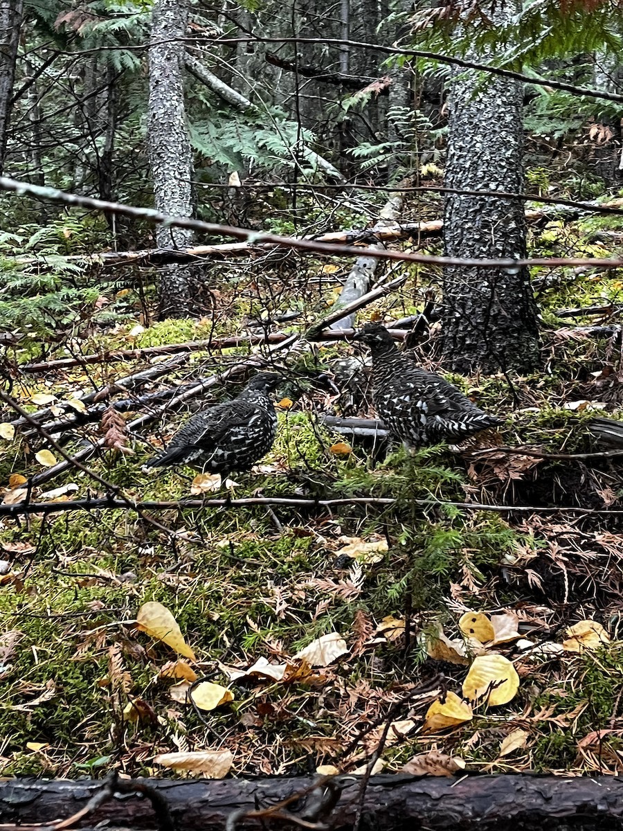 Spruce Grouse - ML635023065