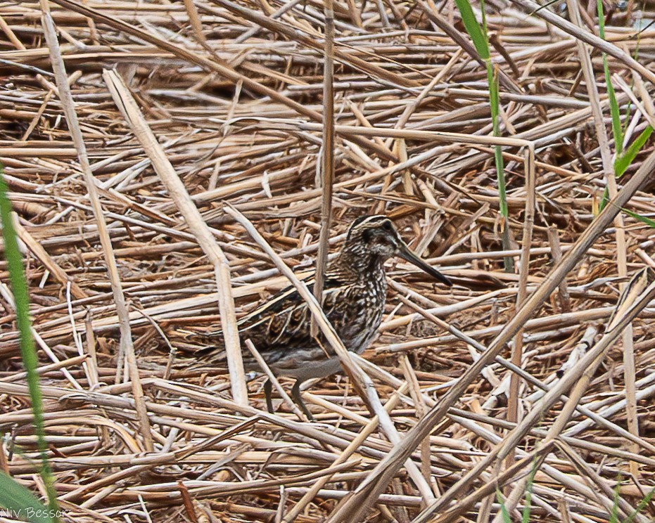 Jack Snipe - ML635023181