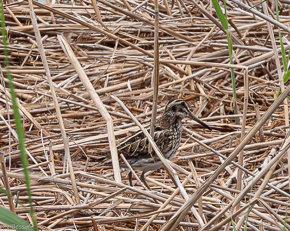 Jack Snipe - ML635023182