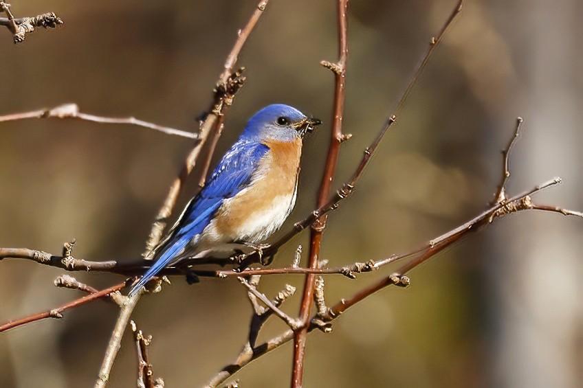 Eastern Bluebird - ML635023528