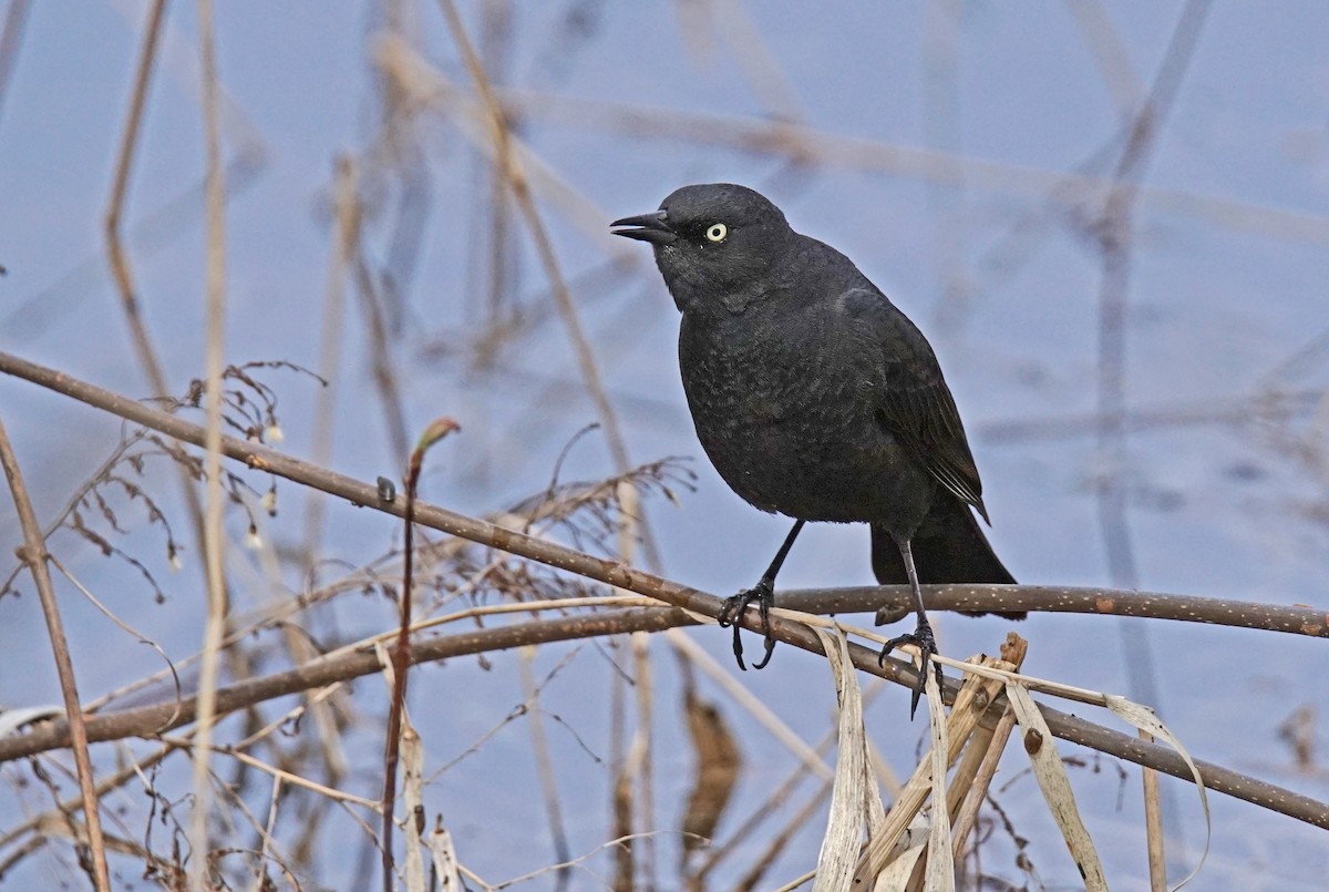 Rusty Blackbird - ML635023546