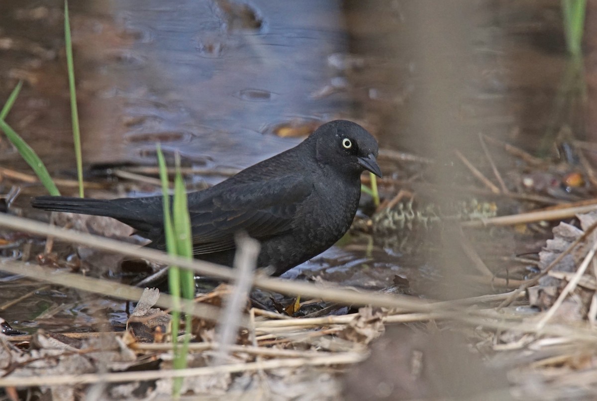 Rusty Blackbird - ML635023547