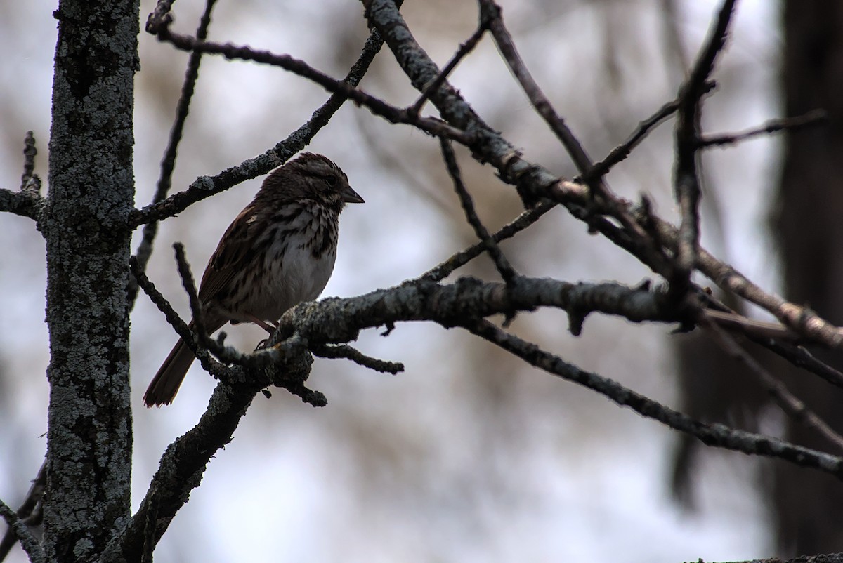 Song Sparrow - ML635023550