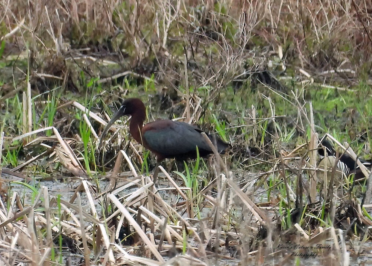 Гялаан билүүс - ML635023576