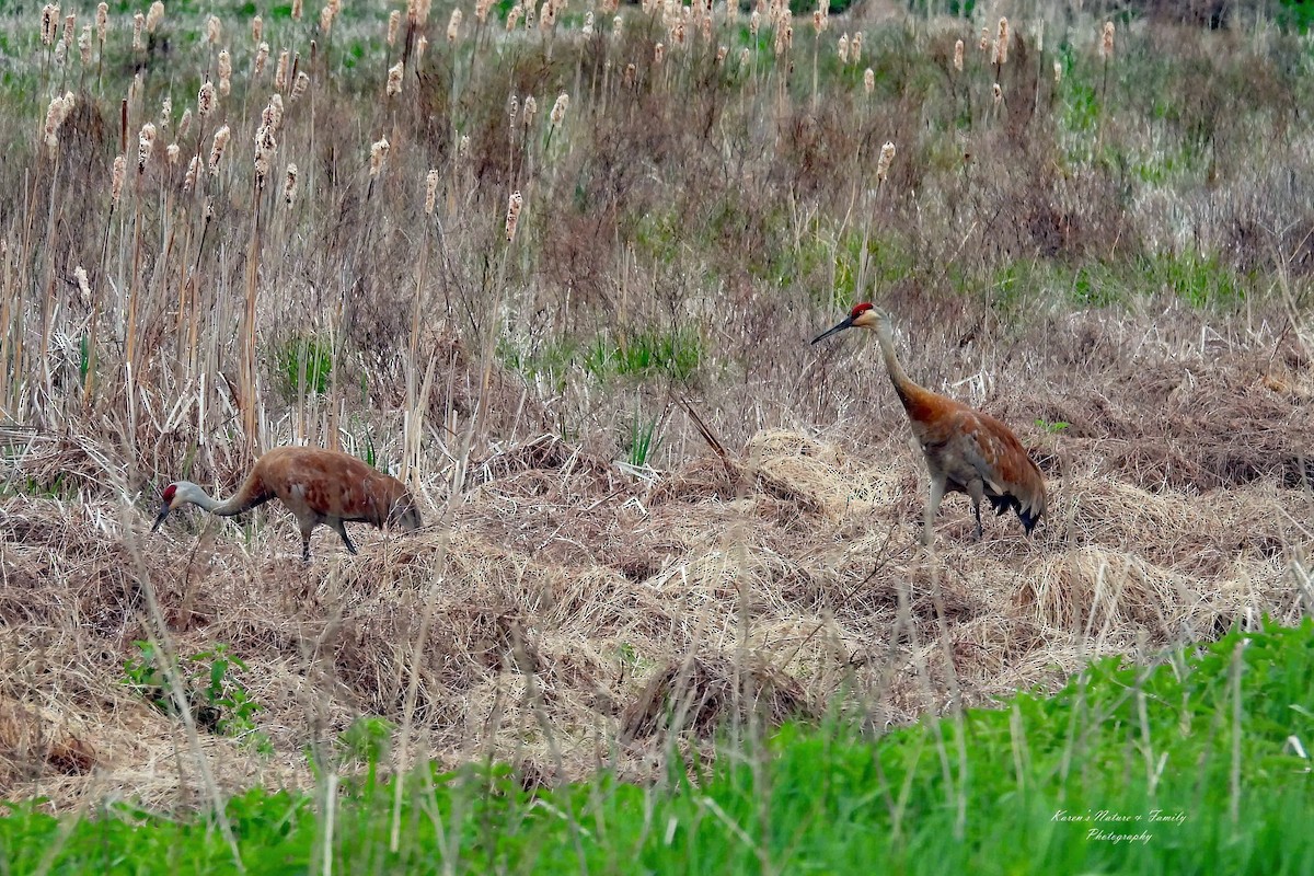 Орог тогоруу - ML635023631