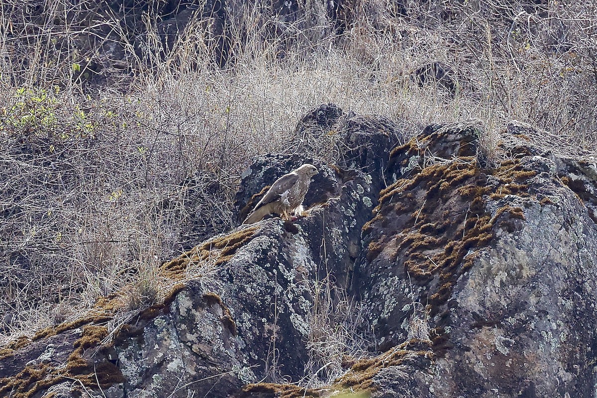 Common Buzzard (Cape Verde) - ML635023804