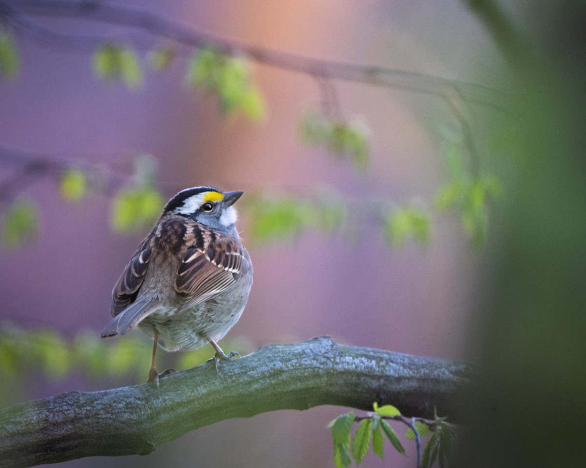 White-throated Sparrow - ML635023974