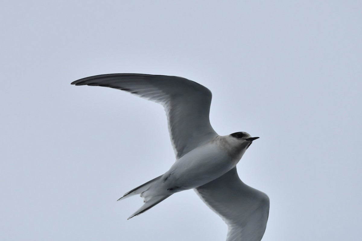 Antarctic Tern - ML635023993