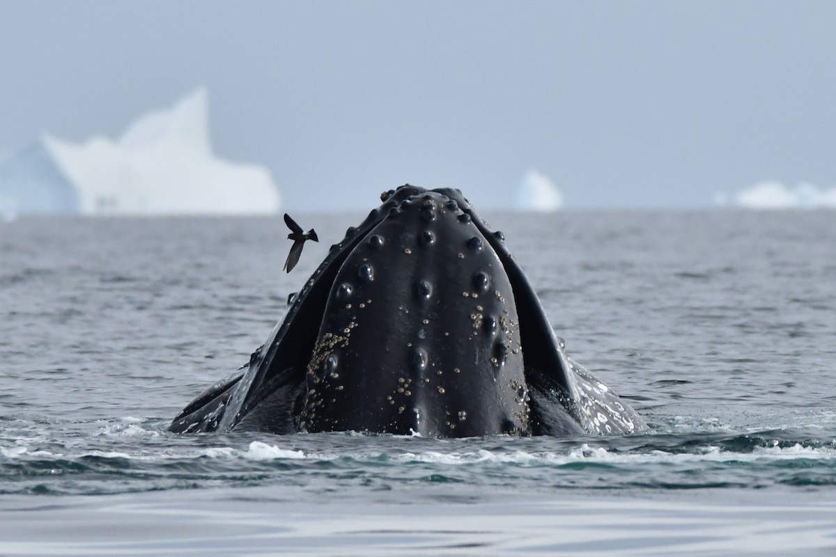 Wilson's Storm-Petrel - ML635024002