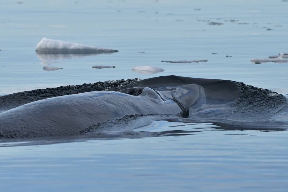 Antarctic Minke Whale - ML635024023