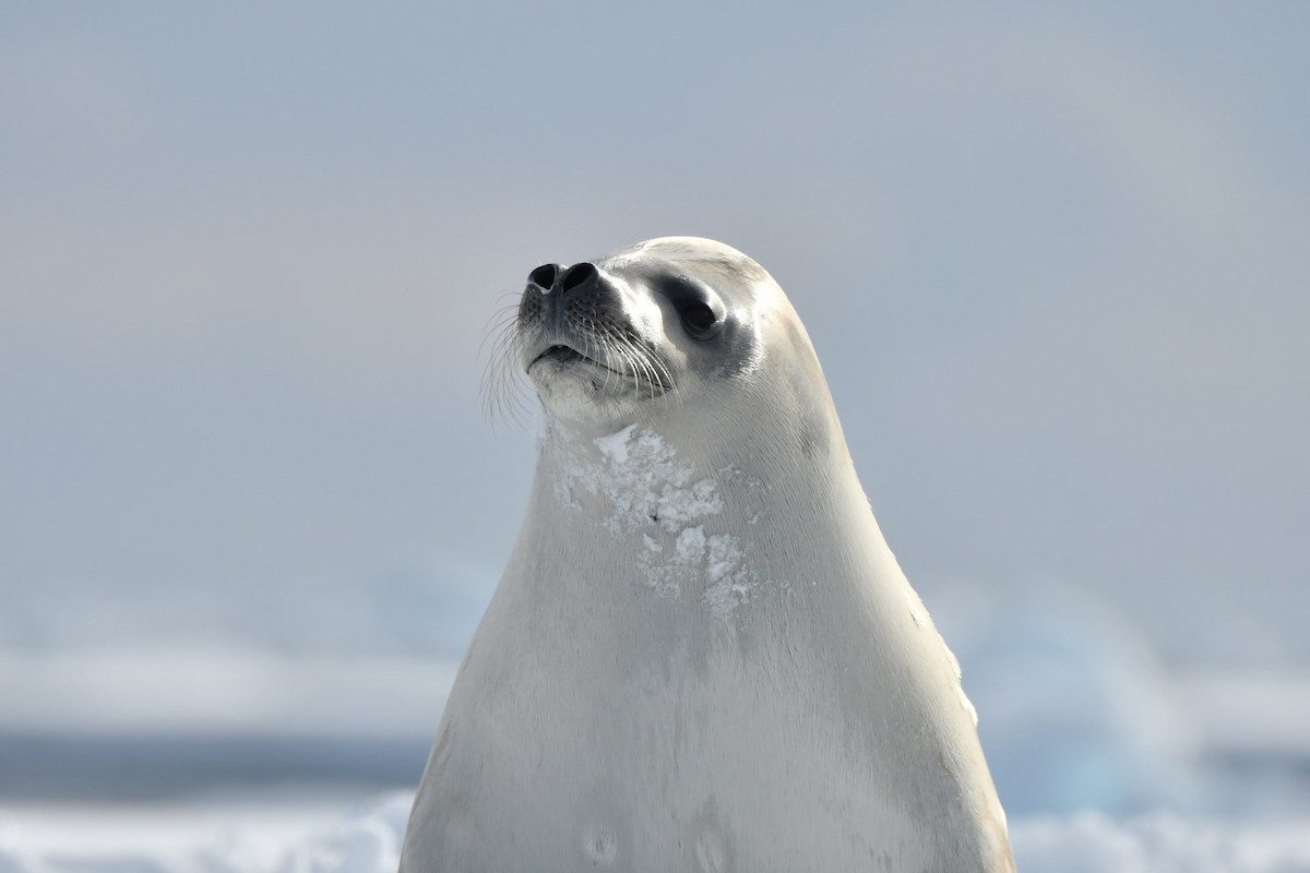 Crabeater Seal - ML635024024