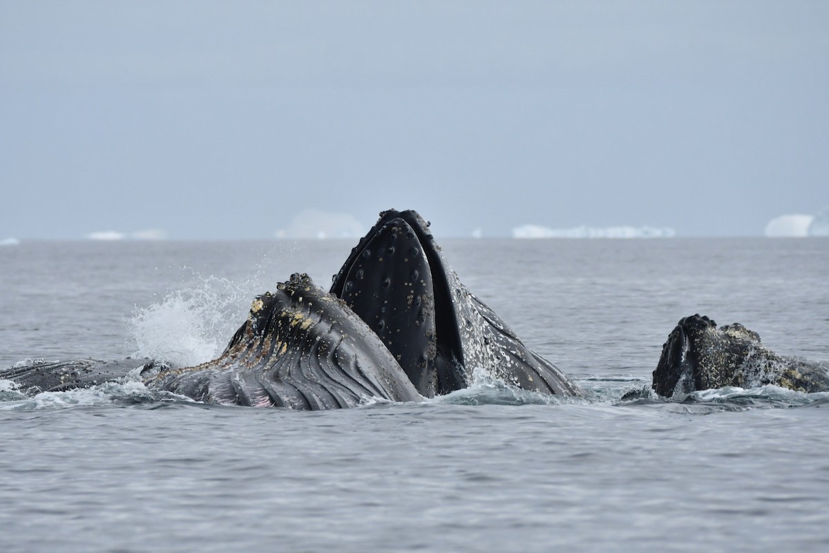Humpback Whale - ML635024025