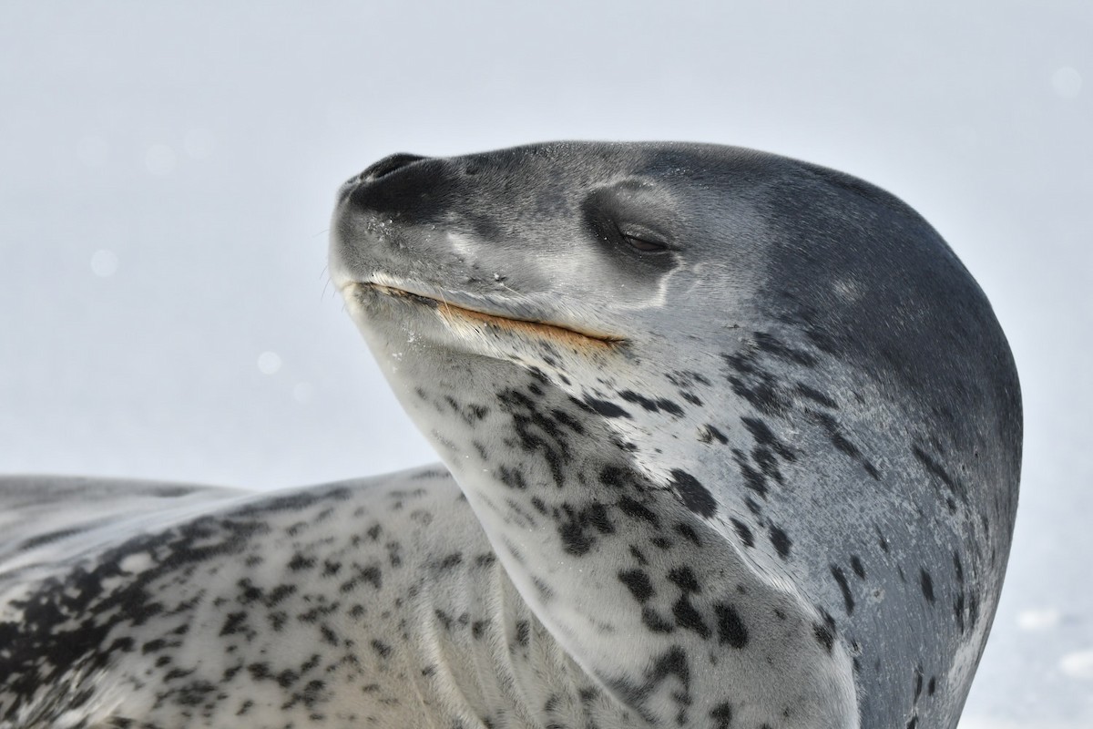 Leopard Seal - ML635024026