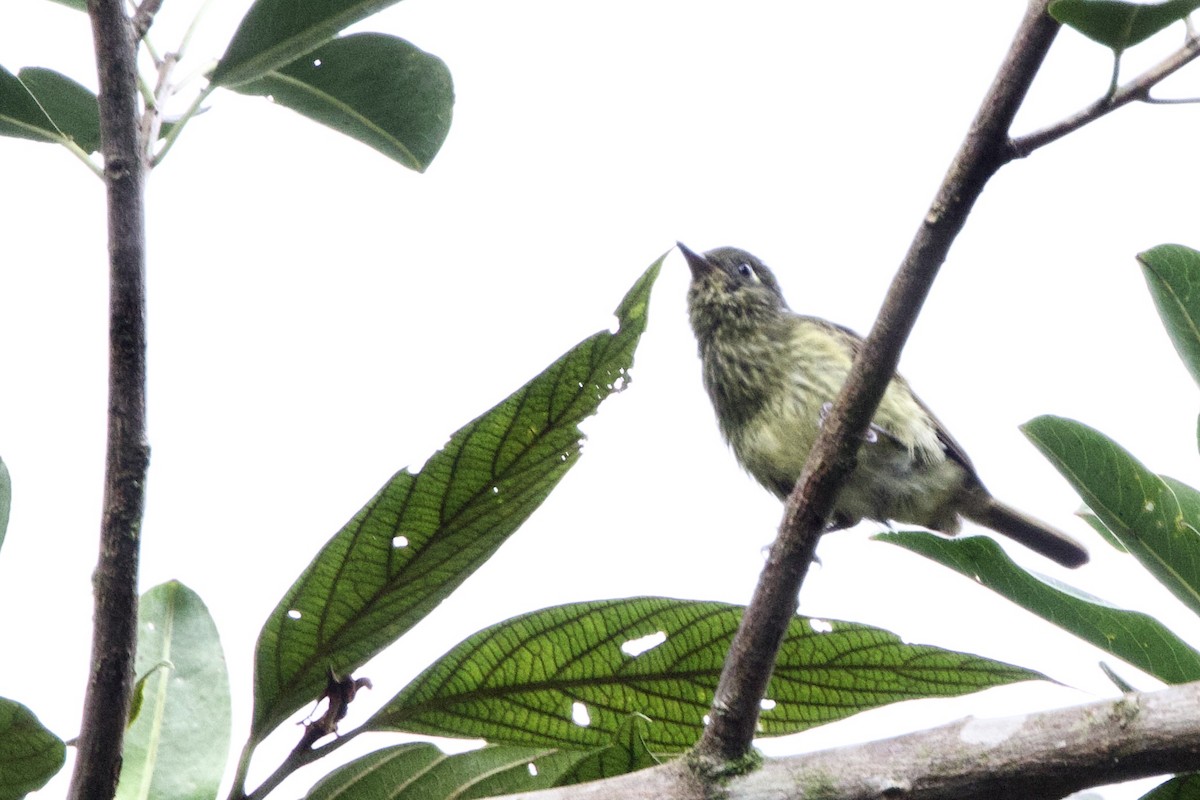 Olive-striped Flycatcher - ML635024121