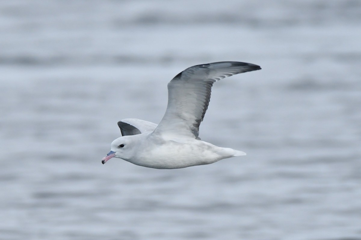 Southern Fulmar - ML635024138
