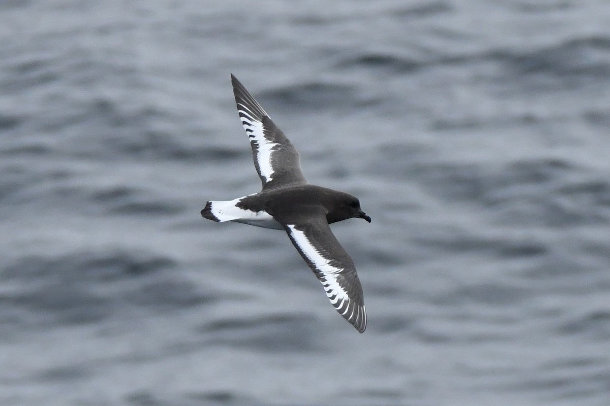 Antarctic Petrel - ML635024148