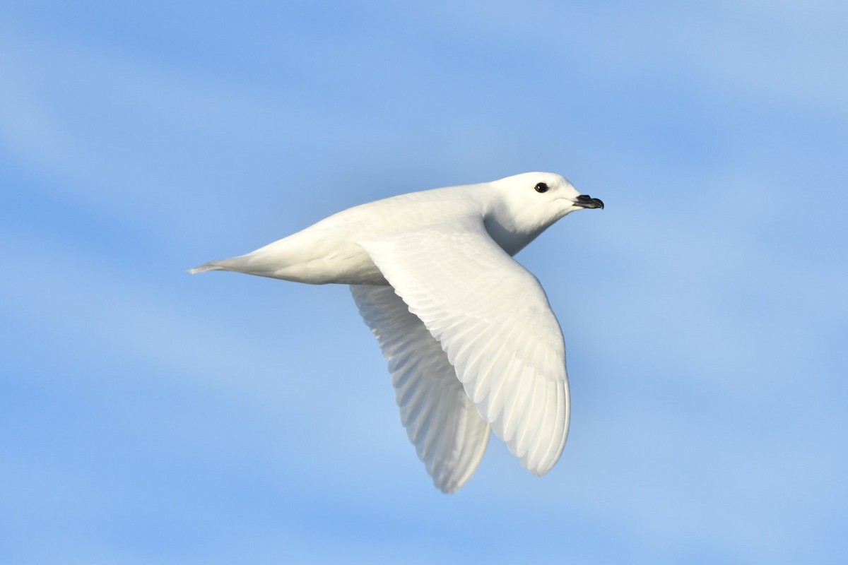 Snow Petrel - ML635024173