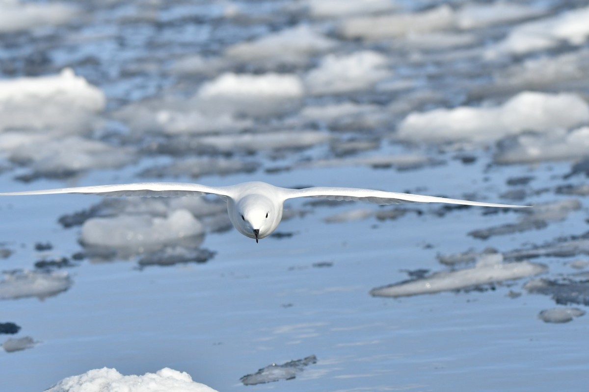Snow Petrel - ML635024174