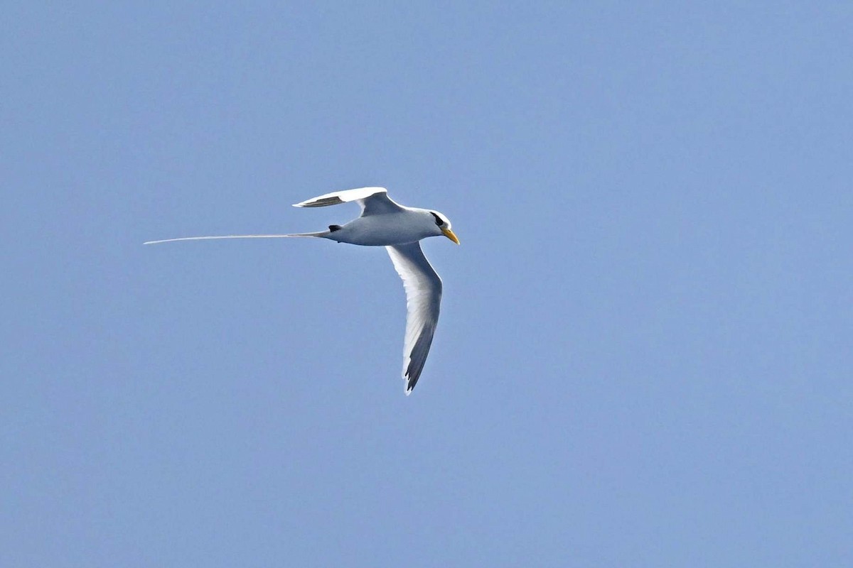 White-tailed Tropicbird (Atlantic) - ML635024206