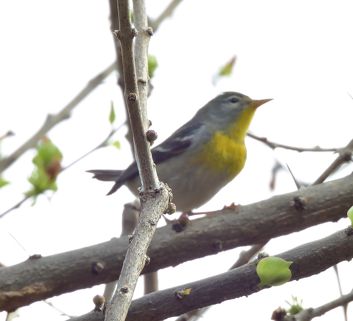 Northern Parula - ML635024290