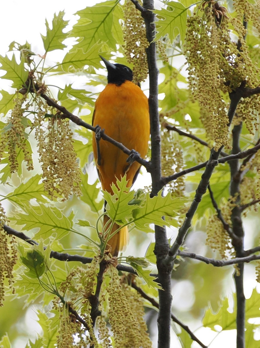 Baltimore Oriole - ML635024430