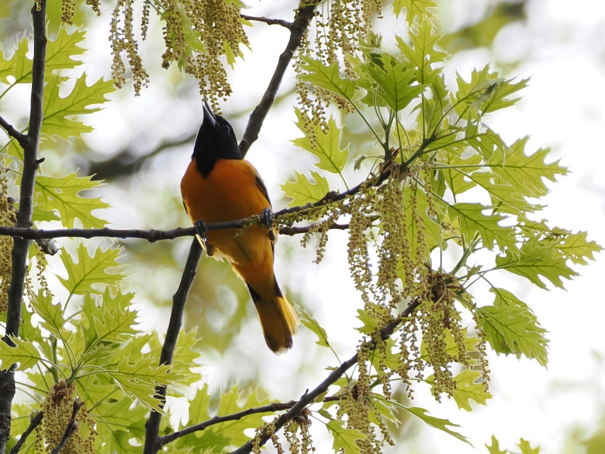 Baltimore Oriole - ML635024431