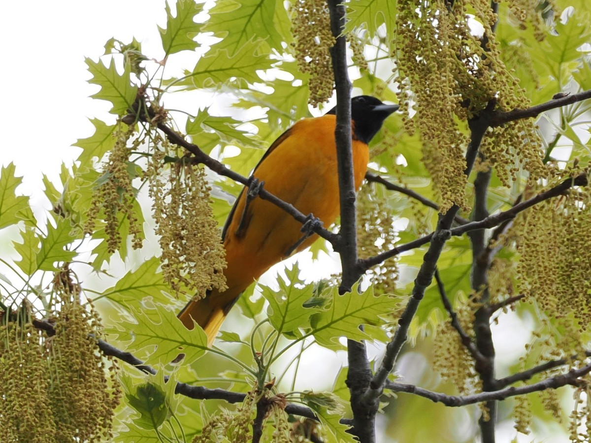 Baltimore Oriole - ML635024432