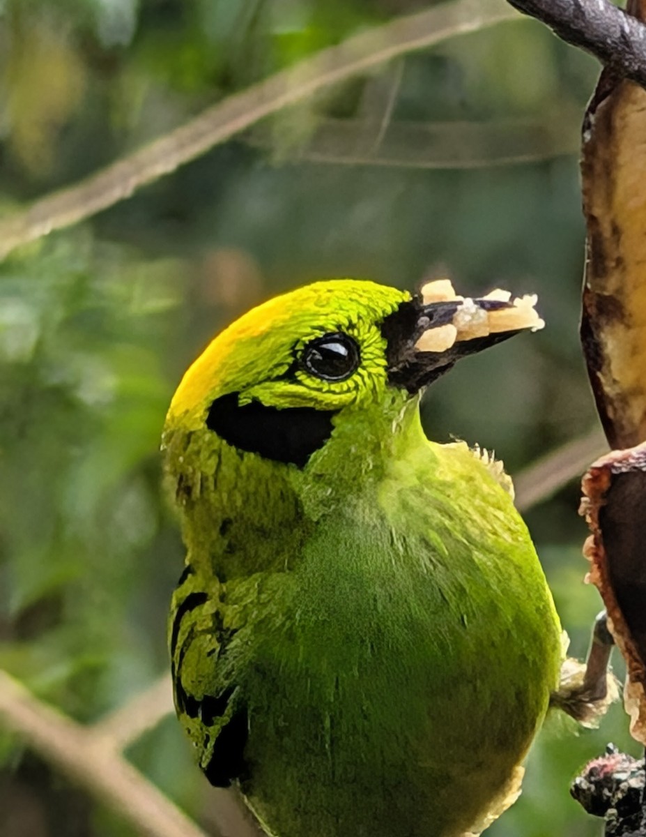 Emerald Tanager - ML635024449