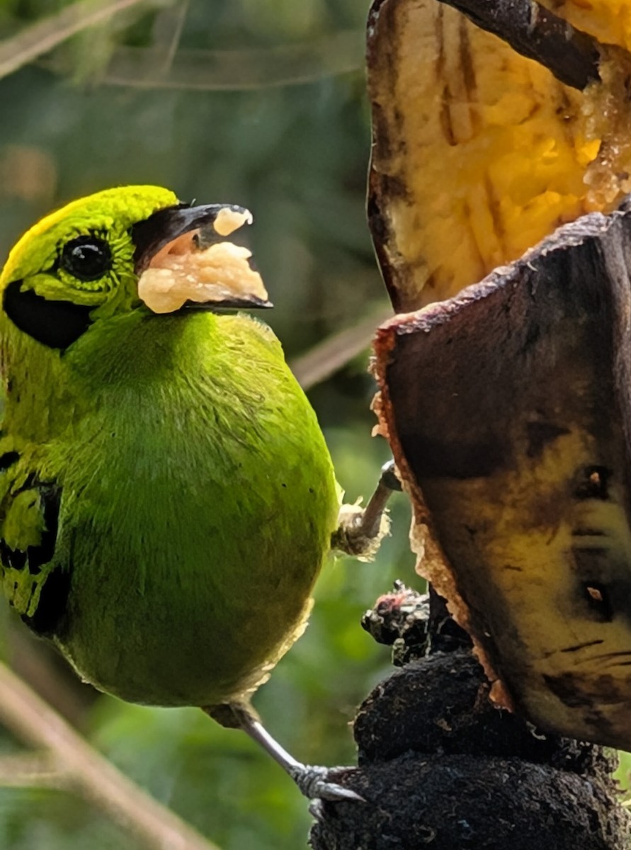 Emerald Tanager - ML635024478