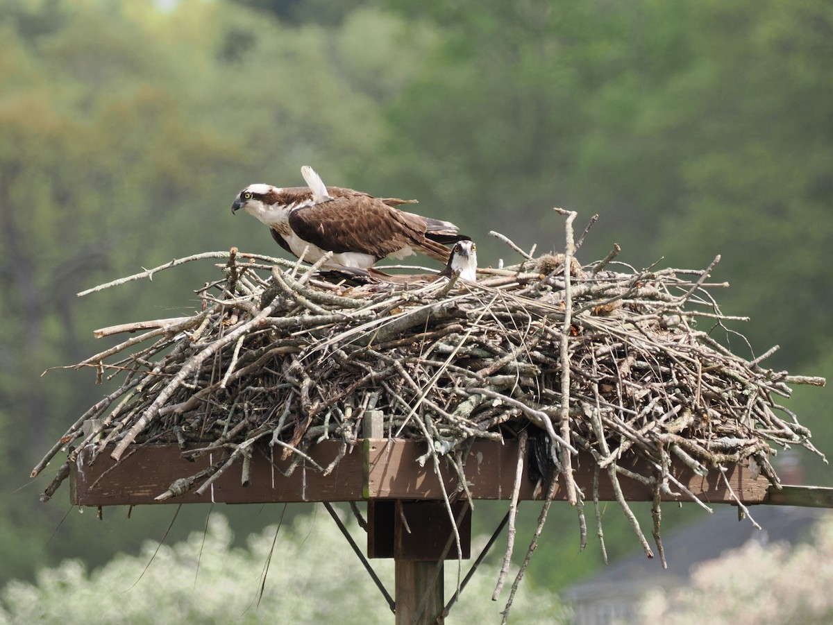 Osprey - ML635024523