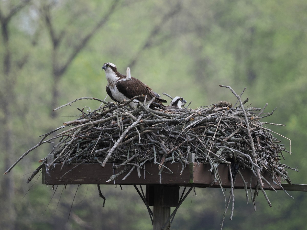 Osprey - ML635024524