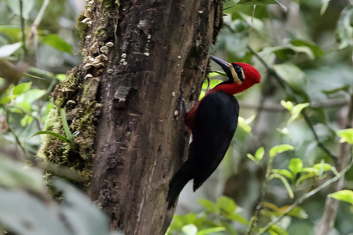 Crimson-bellied Woodpecker - ML635024607