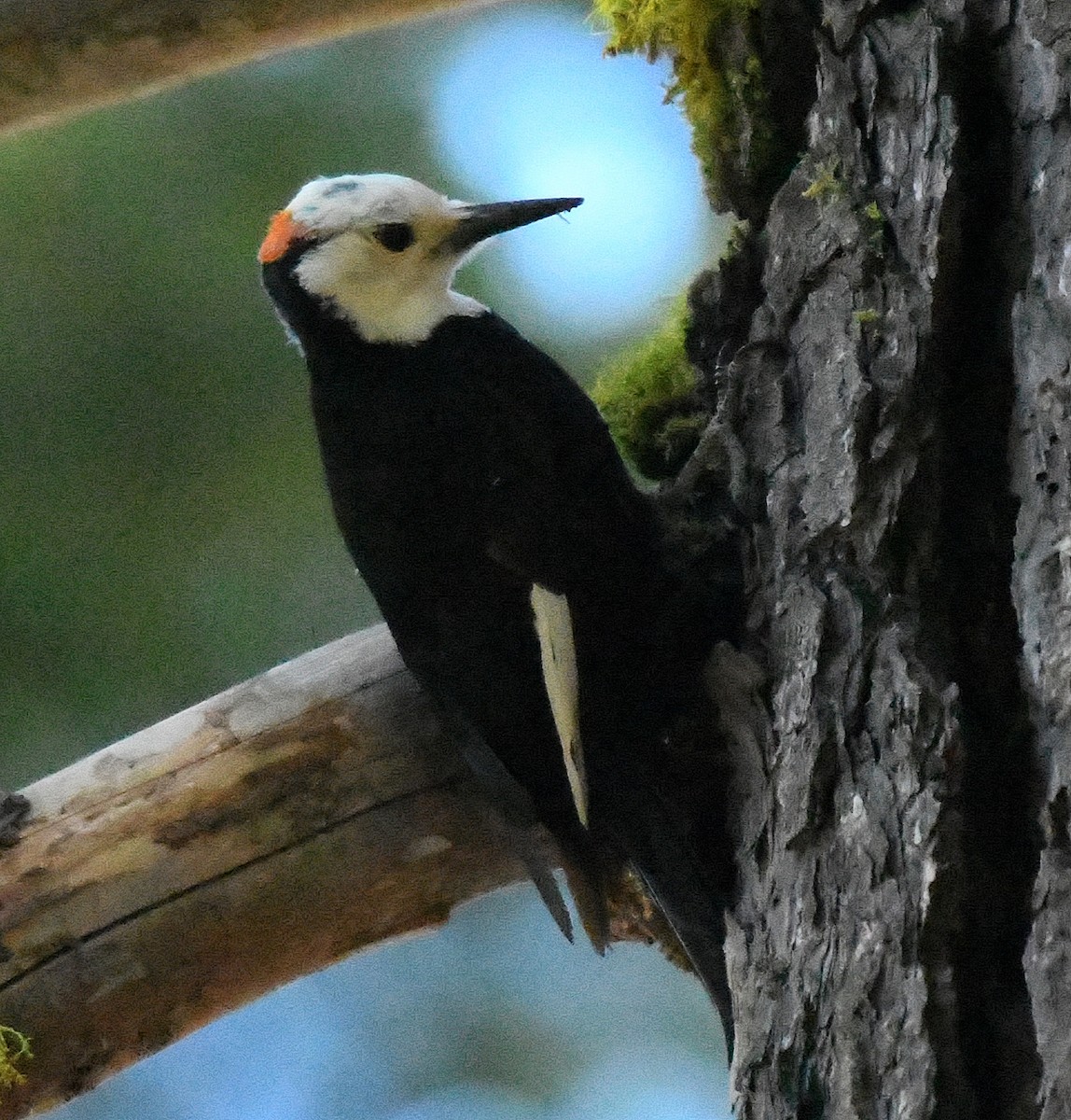 White-headed Woodpecker - ML63502461
