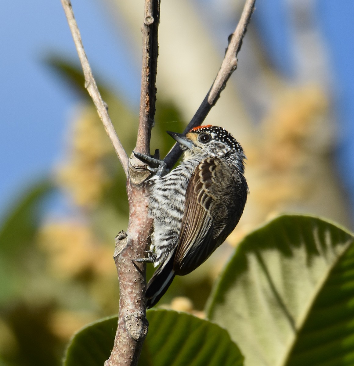 White-barred Piculet - ML635024635